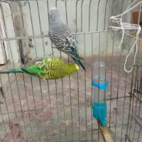 مرغ عشق|پرنده|شیراز, نصرآباد|دیوار