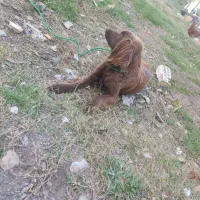 واگذاری فوق‌العاده سگ شکاری ماده جوان