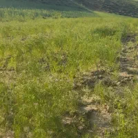 زیره سبز تخم شربتی ملنگو