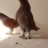 کفتر|پرنده|ماهدشت, |دیوار