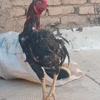 یکسری لاری اصل و نسب م ی دا ن ی