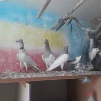 یهودی هفرنگ دم سیا افغانی دم سفید