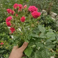 کار در گلخانه کارگر خانم