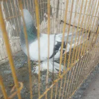 کفتر ترکیه سرحال وسالم