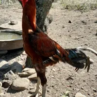 خروس لاری