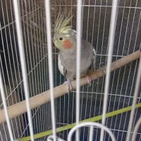 عروس هلندی نرو ماده