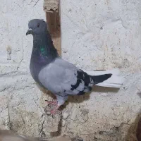 ماده سبز دم سفید
