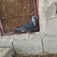 سینه سفید ماده جوان