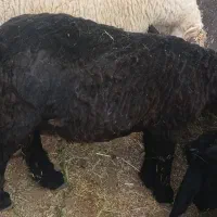 فروش گوشت بره در رابر