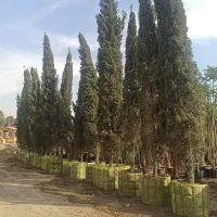 درخت میوه دسته بیل کلنگ لوله بخاری