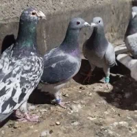 سلام به همه عشق بازان