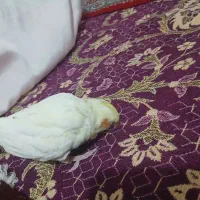 عروس هلندی سخنگو