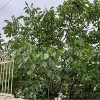خانم مراقب