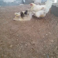 مرغ