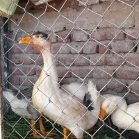 قو غاز|حیوانات مزرعه|عجب شیر, |دیوار