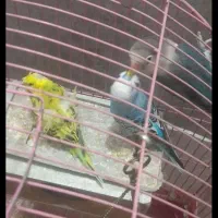 یک جفت مرغ عشق به همراه طوطی برزیلی