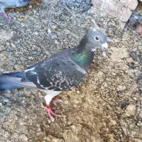 جفت مسافتی سبز و پولک