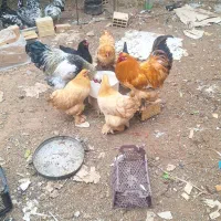 تخم مرغ نطفه دار