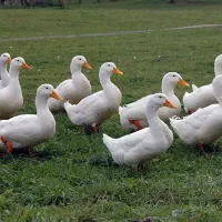 اردک پکنی تمام سفید