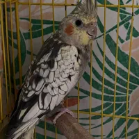 عروس هلندی نر سخنگو