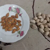 بادام کاغذی ایرانی