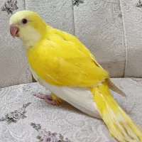 راهب سرلاکی 50روزه زرد