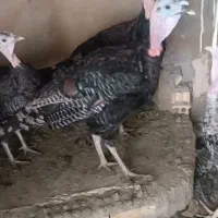 بوقلمون نر چهار ماه