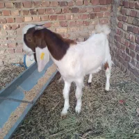 کعره نرچلبک