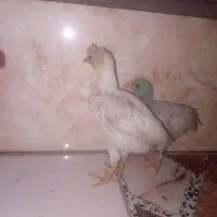 2 عدد جوجه یک ماهه