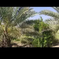 معاوضه با نخل قصب