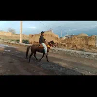اسب نریان