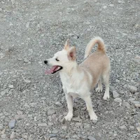 پاکو دا هرکسی خاست پی بده