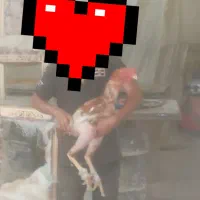 تخم نطفه دار لاری دانه ۱۰۰