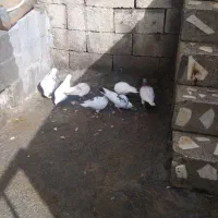 کفتر|پرنده|سنندج, |دیوار