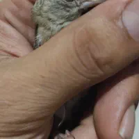 سهره کال چهارگل