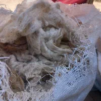 پشم گوسفندی تمیز