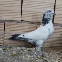 کبوتر پرشی حسابی