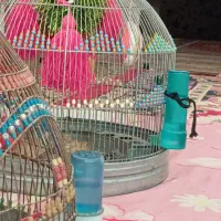 سهره کوهی