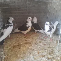 جوجه جیر کبوتر