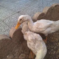 اردک|حیوانات مزرعه|شیراز, نصر|دیوار