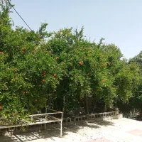 اجاره-خانه-مبله-در-کوهمره-سرخی