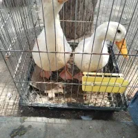 یک جفت اردک بالغ