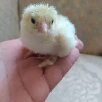 پیش فروش جوجه امپراطور (برهما)