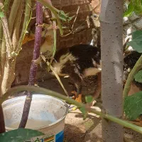 دو اردک مایل مایل به بالغ