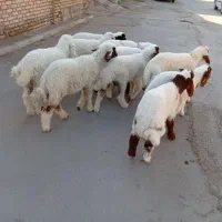 بره 10عدد نر