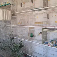 قفس جفت خوان