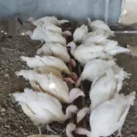 بوقلمون ارگانیک کشتاری