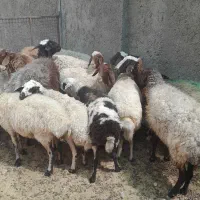 میش گوشتی