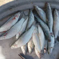 ماهی بیاح رودخانه