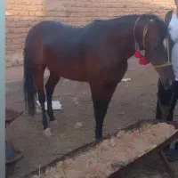 اسب مادیان ترکمن جوان چاق زین چرم دهنه کامل